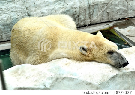 A polar bear resting in a prone position A polar bear resting in a prone position 48774327