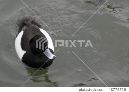 Still life photo Wild bird Bird photo Kinrohajiro Male Sleeping water waterfowl Waterfowl Negus waterfowl Still life photo Wild bird Bird photo Kinrohajiro Male Sleeping water waterfowl Waterfowl Negus waterfowl 48774716