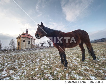 Spring view to pasture with old horse. Spring view to pasture with old horse. 48776031