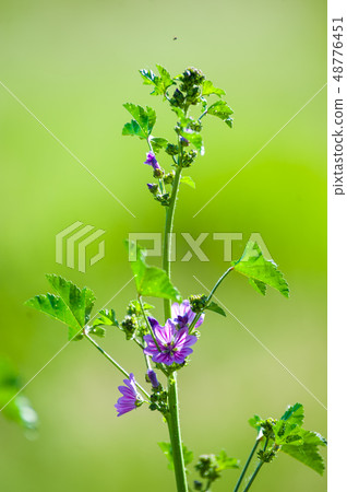 Close-up of a purple flowering plant Close-up of a purple flowering plant 48776451