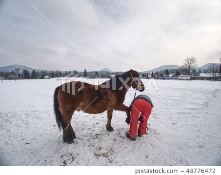 Farm employee hold horse at paddock for hooves Farm employee hold horse at paddock for hooves 48776472