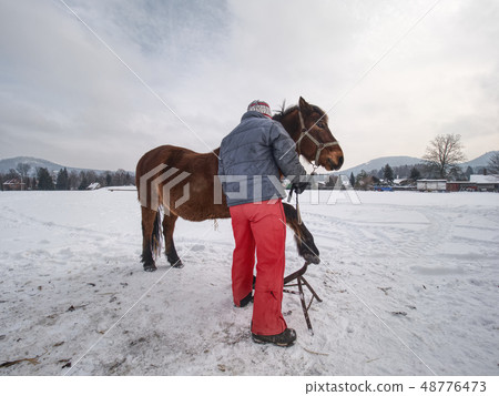 Farrier assistant keeps brown horse with front leg Farrier assistant keeps brown horse with front leg 48776473