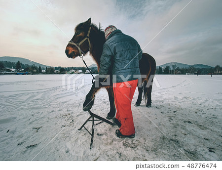 Farrier assistant keeps brown horse with front leg Farrier assistant keeps brown horse with front leg 48776474