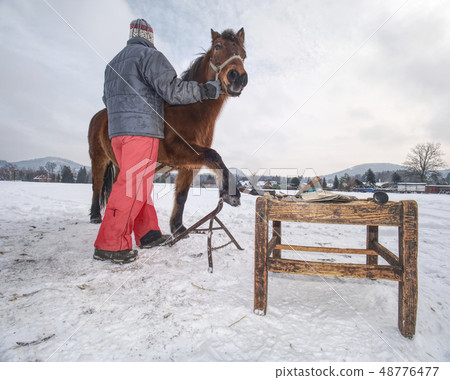 Farm staff prepare horse for hooves clearing by Farm staff prepare horse for hooves clearing by 48776477