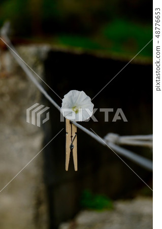 white flower plant white flower plant 48776653