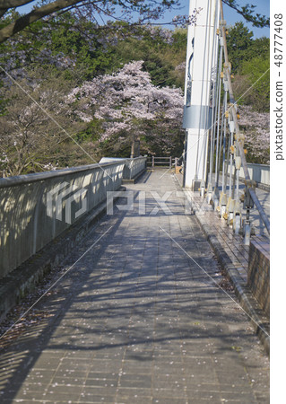 Tamako橋和櫻花 48777408