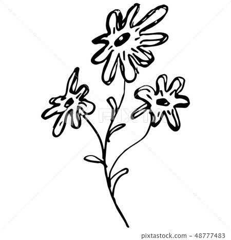 Engraved Vector Hand Drawn Illustrations Of 48777483