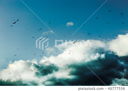 Ravens on the air on clouds ground 48777556