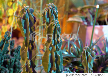 Rare exotic cactus Rare exotic cactus 48780558