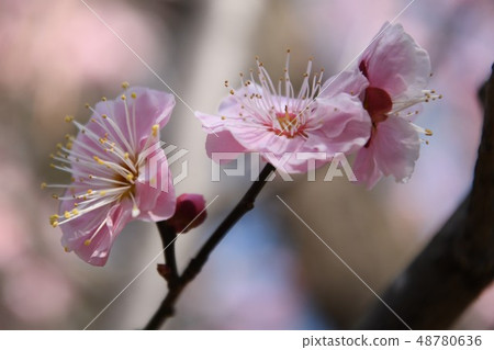 Clean plum Clean plum 48780636