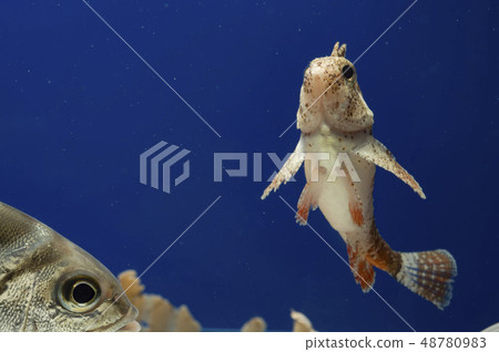 Haokoze under Notto Kotohiki 48780983