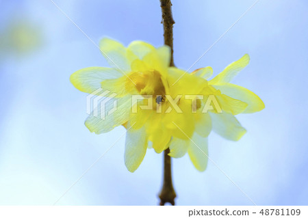 蠟李子和昆蟲 48781109