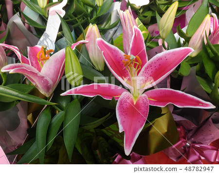 Lilium. Several pink lilies with white borders. Lilium. Several pink lilies with white borders. 48782947