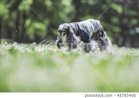 英國可卡犬 48783408