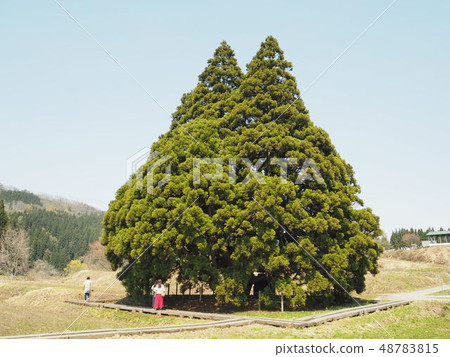 Oosugi of Kosugi 48783815