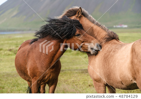 Icelandic horse in scenic nature of Iceland. Icelandic horse in scenic nature of Iceland. 48784129
