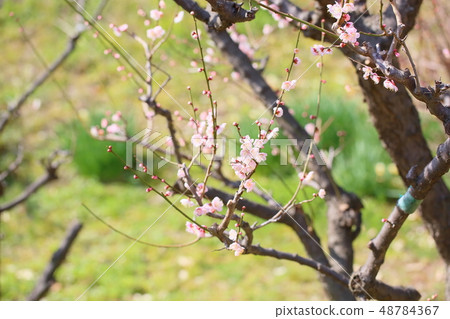 Light peach colored plum blossoms Light peach colored plum blossoms 48784367