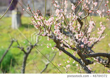 Light peach colored plum blossoms Light peach colored plum blossoms 48784372