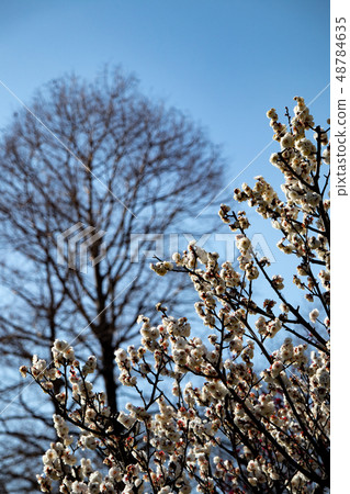 Suma Rikyu park's white plum 48784635
