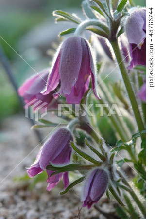 pasqueflower 48786744