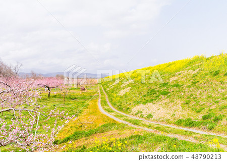 Beautiful flowers blooming in spring day. Beautiful flowers blooming in spring day. 48790213