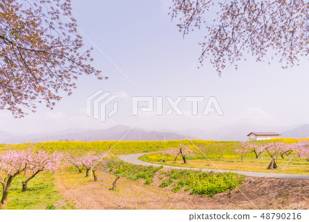 Beautiful flowers blooming in spring day. Beautiful flowers blooming in spring day. 48790216