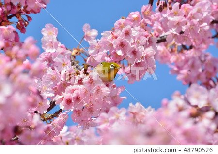 Mejiro and Kawazu Sakura (N) 48790526