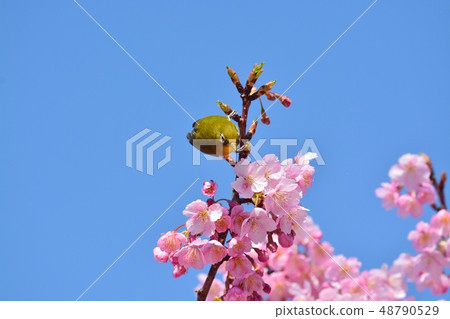 Mejiro and Kawazu Sakura (N) 48790529