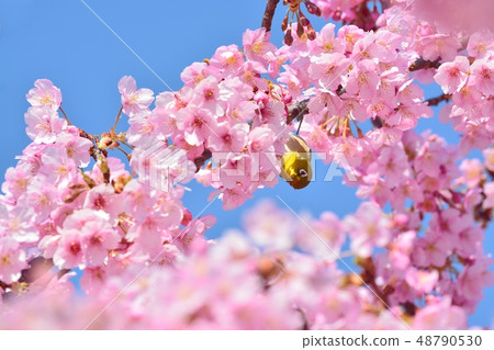 Mejiro and Kawazu Sakura (N) 48790530
