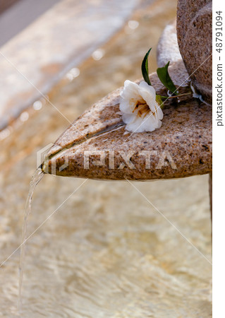 Plum, a plant, plant 48791094