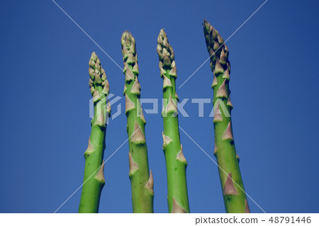 Asparagus blue sky Asparagus blue sky 48791446