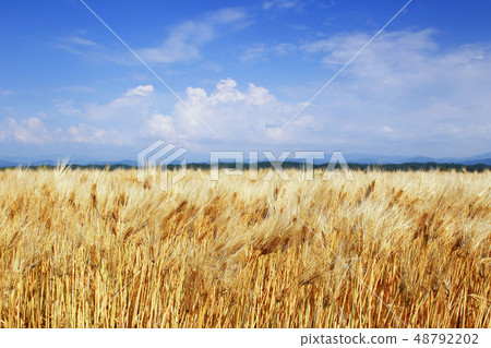 小麥小麥秋天 48792202