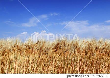 Wheat wheat autumn 48792203