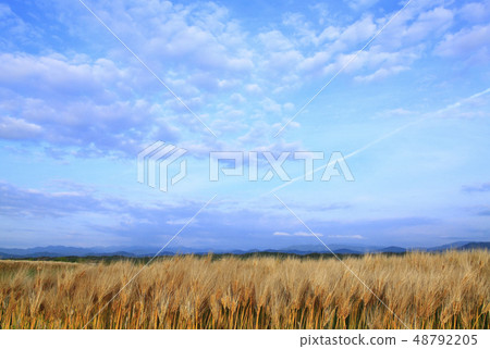 小麥小麥秋天 48792205