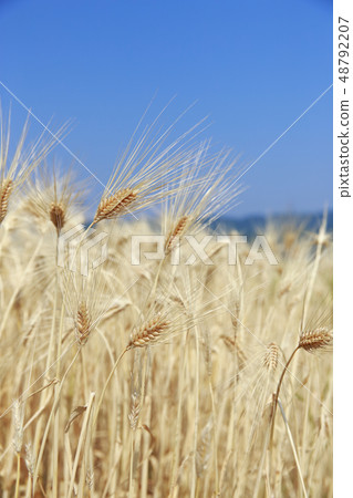 Wheat wheat autumn Wheat wheat autumn 48792207