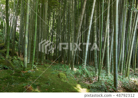 Hokoku-ji寺，Takebayashi斜坡，鎌倉 48792312