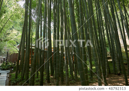 Hakoku-ji Temple的竹林和茶道，鎌倉 48792313