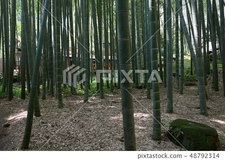 Hakoku-ji的Takebayashi，Kamakura 48792314