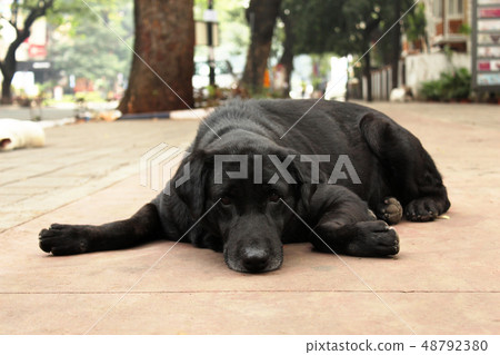 Black Retriever dog sitting on footpath, Pune Black Retriever dog sitting on footpath, Pune 48792380