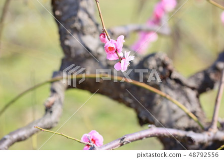 粉紅色的梅花 48792556