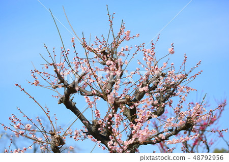 Light peach colored plum blossoms Light peach colored plum blossoms 48792956