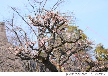 Light peach colored plum blossoms Light peach colored plum blossoms 48792957