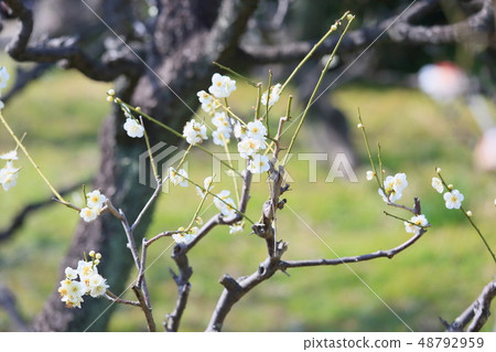白花綠色花 白花綠色花 48792959