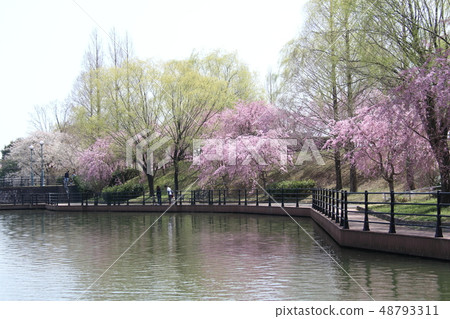 櫻花在公園裡 48793311