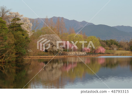 Cherry blossoms in the park 48793315