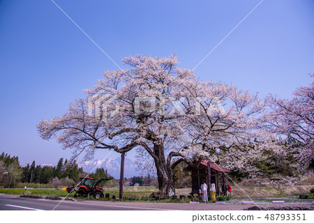 岩手縣Shizukuishicho Nagaho Hiroho櫻花小玫瑰雪巖手山 岩手縣Shizukuishicho Nagaho Hiroho櫻花小玫瑰雪巖手山 48793351