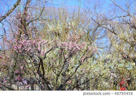 Light peach colored plum blossoms 48793458