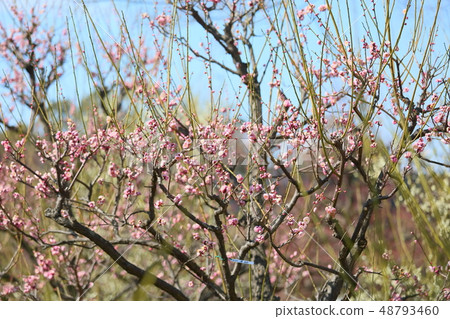 Light peach colored plum blossoms 48793460