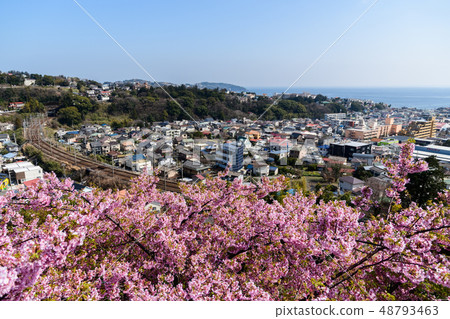 Yugawara landscape (spring) 48793463