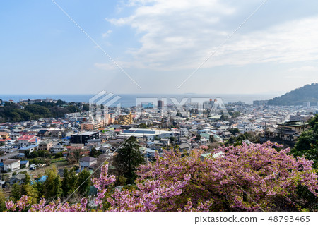 Yugawara landscape (spring) 48793465